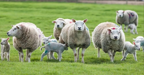 the welfare of farmed animals regulation