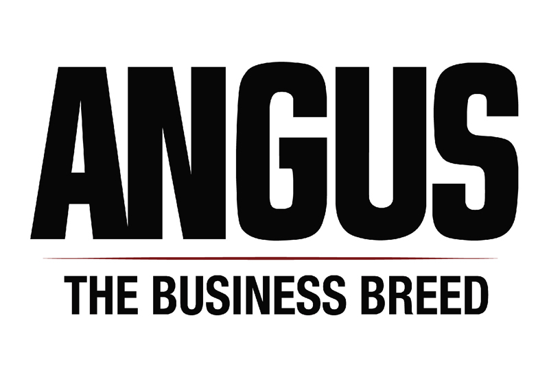 American-Angus-Association